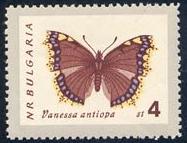 Skap-bulgaria_05_bfly-moths_1238-45.jpg-crop-187x143at555-6.jpg