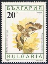 Skap-bulgaria_15_bfly-moths_3551-6.jpg-crop-156x204at340-7.jpg