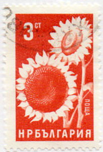Colnect-1249-602-Sunflower.jpg