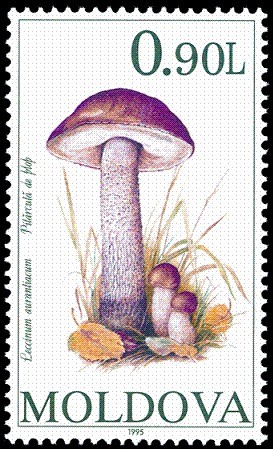 Colnect-507-804-Mushrooms.jpg