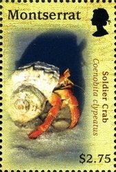 Colnect-1524-050-Soldier-Crab.jpg