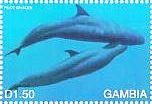 Colnect-4711-722-Pilot-whales.jpg