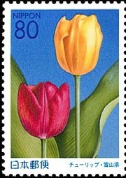 Colnect-816-300-Tulips.jpg