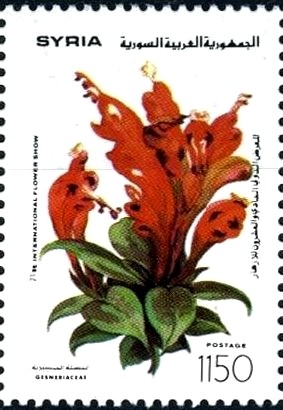 Colnect-2226-354-Gesneriaceae.jpg