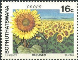 Colnect-4770-683-Sunflowers.jpg