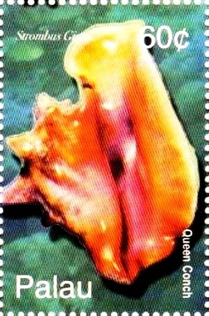 Colnect-3522-398-Queen-conch.jpg
