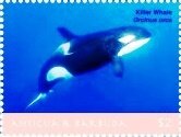Colnect-6436-358-Killer-whale.jpg