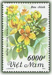 Colnect-1657-003-Yellow-Flowered-Acasia-cassia-Surattensis-Burm-F.jpg