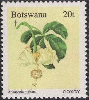 Colnect-1754-794-Baobab-Tree-Adansonia-digitata---Flower.jpg
