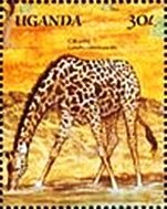 Colnect-5615-026-Giraffa-camelopardalis.jpg