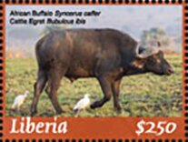 Colnect-5758-253-African-Buffalo.jpg