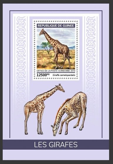 Colnect-5970-268-Northern-Giraffe-Giraffa-camelopardalis.jpg