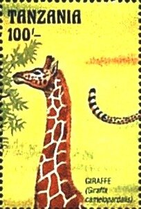 Colnect-6297-553-Giraffa-camelopardalis.jpg