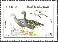 Colnect-1428-724-Greylag-Goose-Anser-anser.jpg