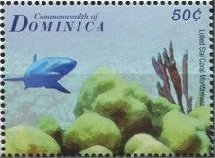 Colnect-3281-711-Stony-Coral-Montastraea-sp-Shark-.jpg