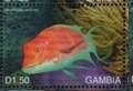Colnect-4896-576-Galapagos-hogfish.jpg