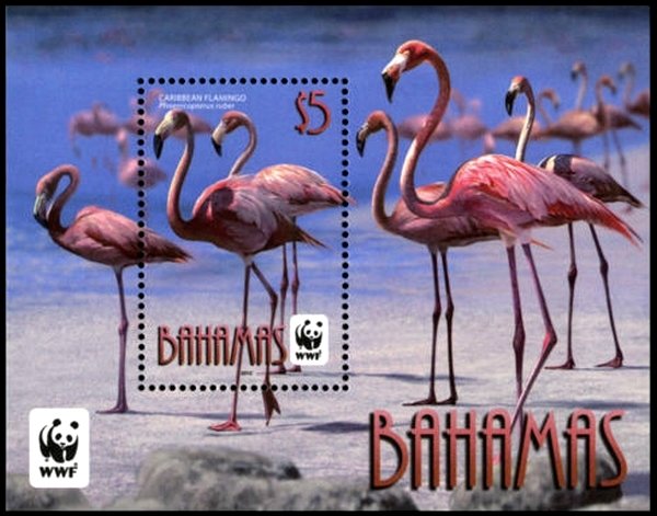 Colnect-2355-496-American-Flamingo-Phoenicopterus-ruber.jpg
