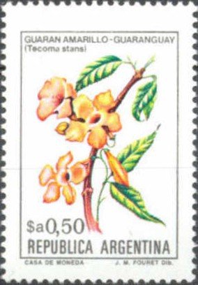 Colnect-563-134-Guaran-amarillo-Tecoma-stans.jpg