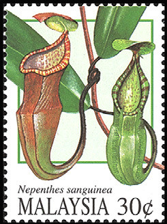 Colnect-1052-688-Pitcher-Plants--Nephentes-sanguinea.jpg