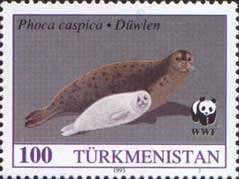 Colnect-1093-475-Caspian-Seal-Phoca-caspica.jpg