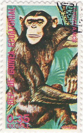 Colnect-1207-942-Chimpanzee-Pan-troglodytes.jpg