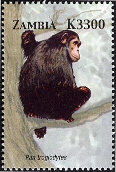 Colnect-3051-629-Chimpanzee-Pan-troglodytes.jpg