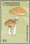 Colnect-3226-462-Amanita-brunnescens.jpg