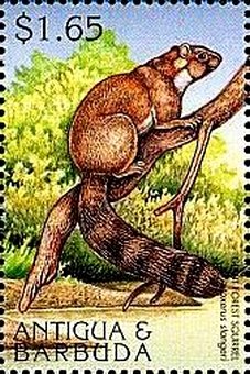 Colnect-4127-047-Giant-foret-squirrel.jpg