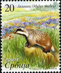 Colnect-496-287-Eurasian-Badger-Meles-meles.jpg