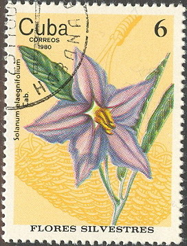 Colnect-660-349-Solanum-claegnifolium.jpg