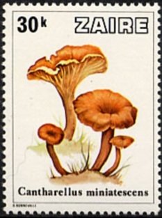 Colnect-1112-303-Cantharellus-miniatescens.jpg