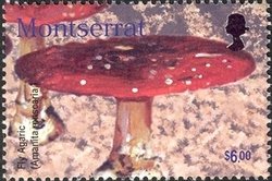 Colnect-1530-018-Fly-agaric-Amanita-muscaria.jpg
