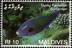 Colnect-2362-917-Dusky-Parrotfish-Scarus-niger.jpg