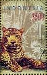 Colnect-2479-495-Leopard-Panthera-pardus.jpg