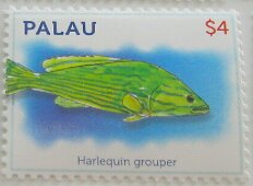 Colnect-6019-640-Harlequin-grouper.jpg