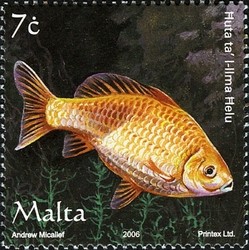 Colnect-657-632-Goldfish-Carassius-auratus-auratus.jpg