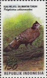 Colnect-1141-808-Bornean-Peacock-pheasant-Polyplectron-schleiermacheri.jpg