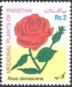 Colnect-615-857-Rosa-Damascena-Rose-Gul-e-Surkh.jpg