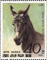 Colnect-723-846-Somali-Wild-Ass-Equus-asinus-somalicus.jpg
