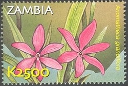 Colnect-934-595-Anomatheca-grandiflora.jpg
