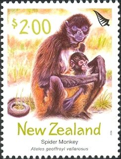 Colnect-951-834-Spider-Monkey-Ateles-geoffroyi-vellerosus-.jpg