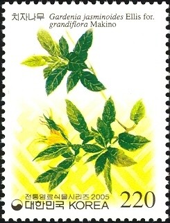 Colnect-1605-500-Gardenia-jasminoides-Ellis-for.jpg