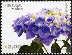 Colnect-546-320-Madeira-Flowers-Hydrangea-.jpg