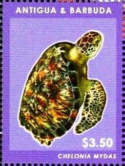 Colnect-5942-835-Green-Sea-Turtle-Chelonia-mydas.jpg