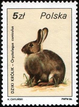 Colnect-1967-325-European-Rabbit-Oryctolagus-cuniculus.jpg