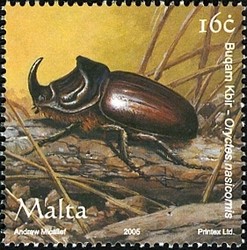 Colnect-657-599-Rhinoceros-Beetle-Oryctes-nasicornis.jpg