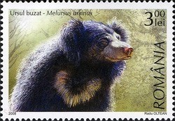 Colnect-761-993-Sloth-Bear-Melursus-ursinus.jpg