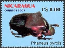 Colnect-911-721-Scarab-Beetle-Phanaeus-pyrois.jpg