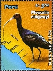 Colnect-1584-579-Puna-Ibis-Plegadis-ridgwayi.jpg