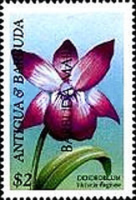 Colnect-2101-311-Dendrobium-victoriae-reginae.jpg